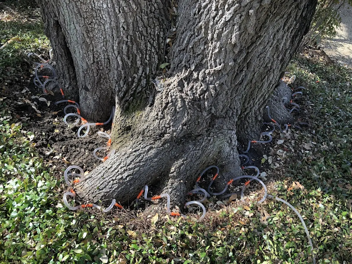 Detailed Shrub and Hedge Trimming job site in Foreston