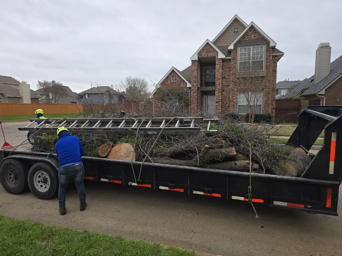 Expert Tree Removal with proper safety equipment in Foreston